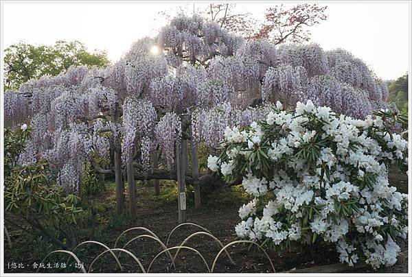 足利花卉公園-42.JPG