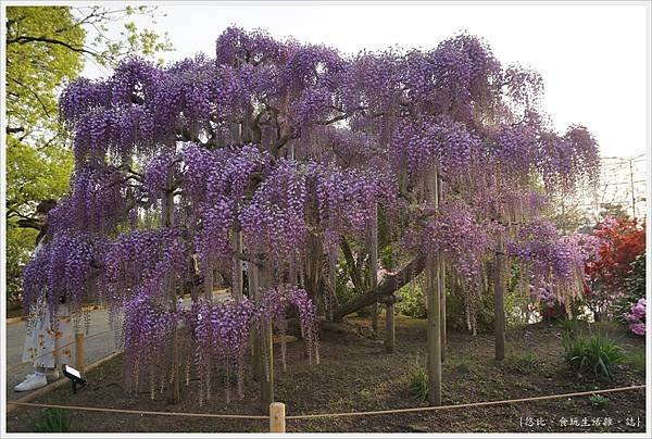 足利花卉公園-46.JPG