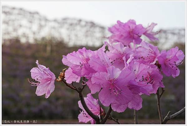 足利花卉公園-49.JPG