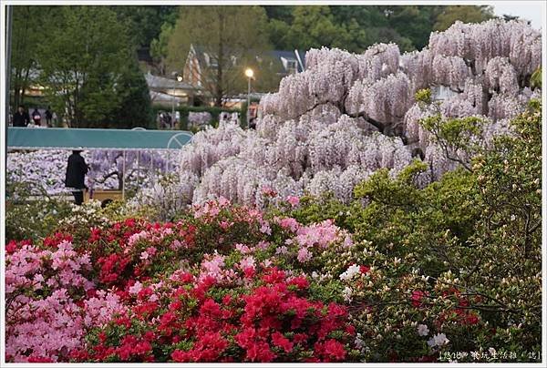 足利花卉公園-84.JPG