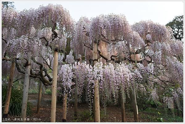 足利花卉公園-87.JPG