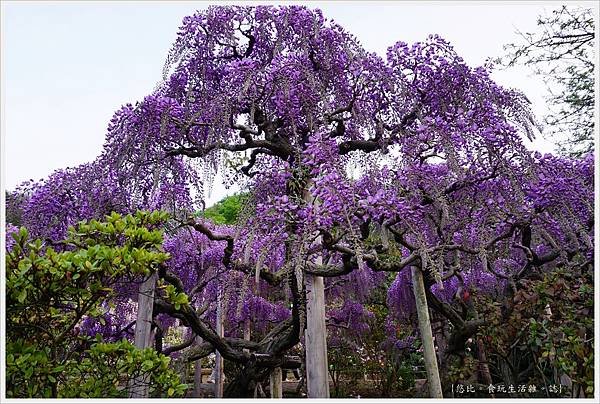 足利花卉公園-86.JPG