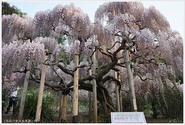 足利花卉公園-92.JPG