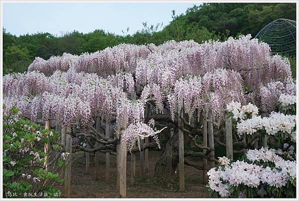 足利花卉公園-101.JPG