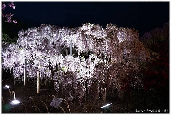 足利花卉公園-123.JPG