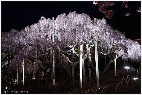 足利花卉公園-125.JPG