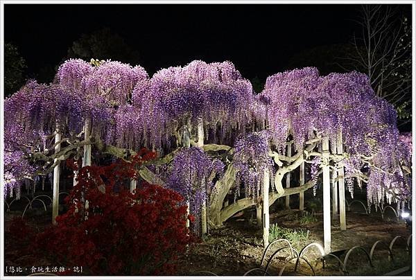 足利花卉公園-138.JPG