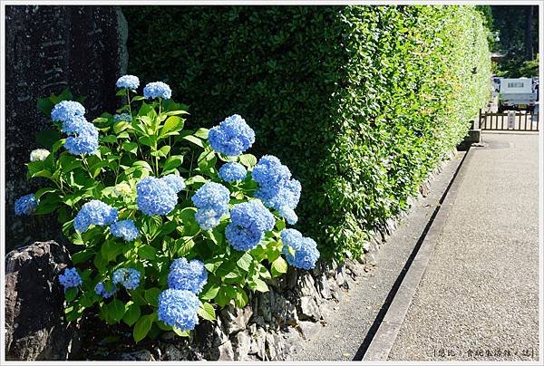 三室戶寺-5.JPG