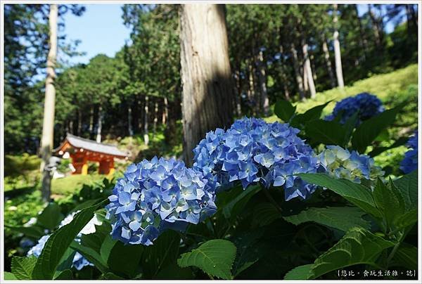 三室戶寺-61.JPG