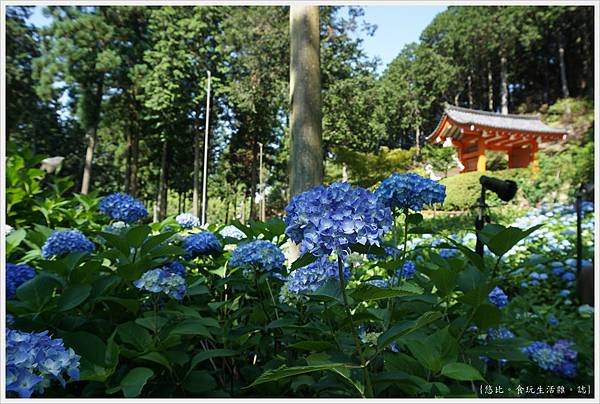 三室戶寺-63.JPG