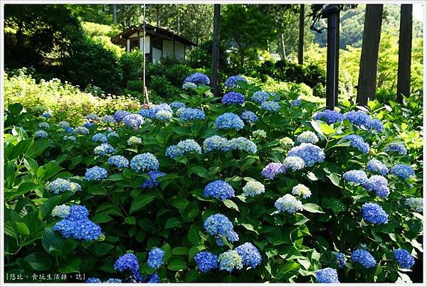 三室戶寺-60.JPG