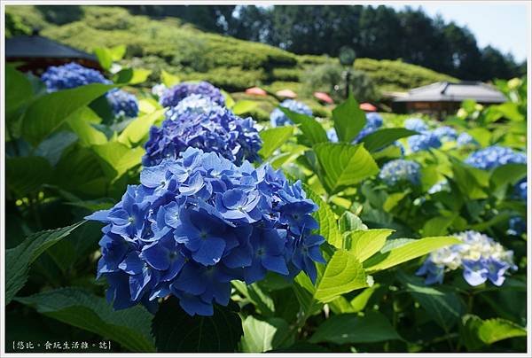 三室戶寺-76.JPG