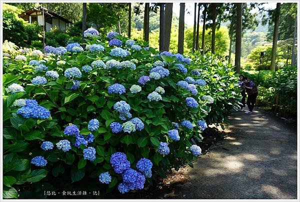 三室戶寺-88.JPG