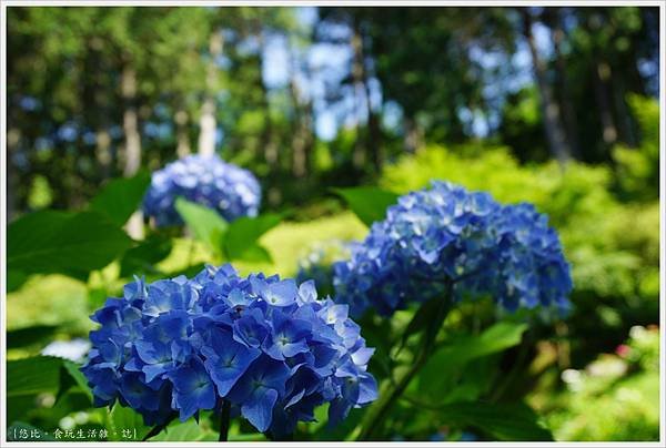 三室戶寺-91.JPG