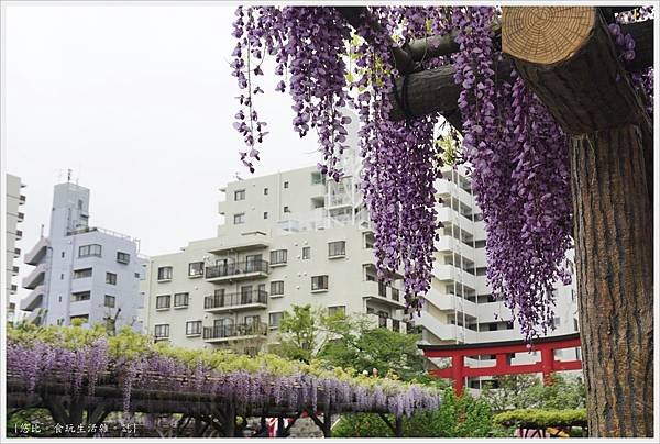 龜戶天神社-79.JPG