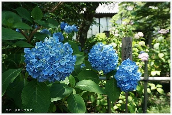 矢田寺-34.JPG