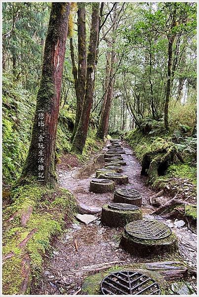 山毛櫸步道-8.jpg