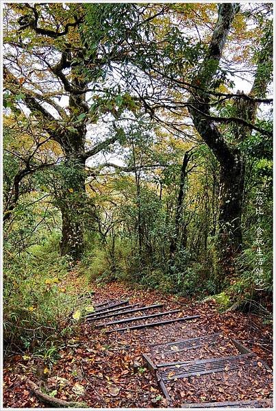 山毛櫸步道-36.jpg