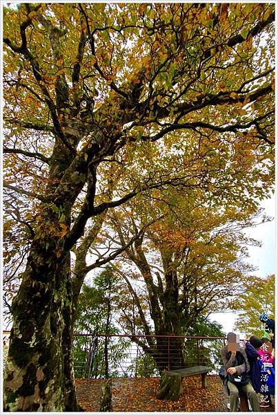 山毛櫸步道-54.jpg