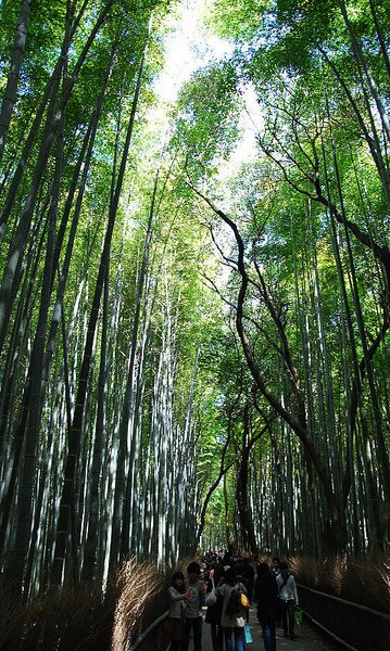 到站之後 由竹林之道走向天龍寺