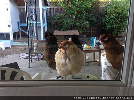 curious Chickens 