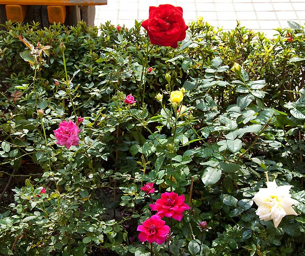我的花園 031.jpg