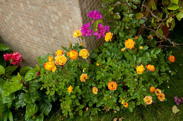 我的花園 037.jpg