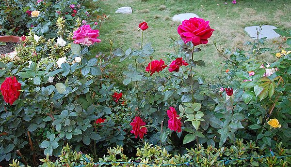 我的花園 052.jpg