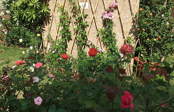 我的花園 089.jpg