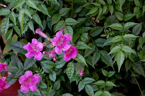 我的花園 057.jpg