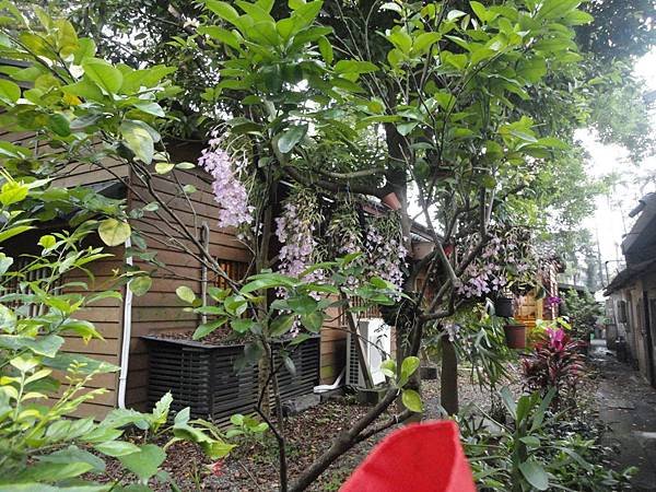 515) 林業文化園區-天弓石斛