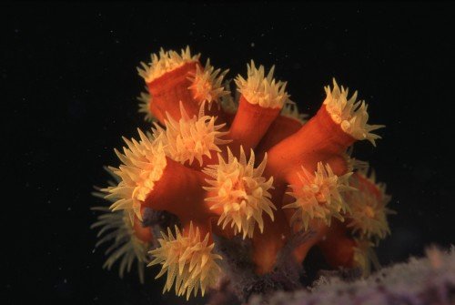 石珊瑚2stony-coral2-500x335.jpg