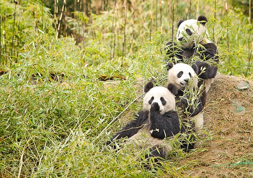 panda.jpg