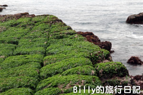 基隆和平島綠魔菇10