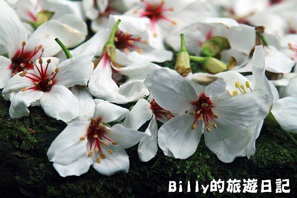 2011七堵桐花018.JPG