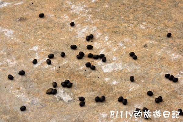 馬祖北竿大坵生態之旅33.jpg