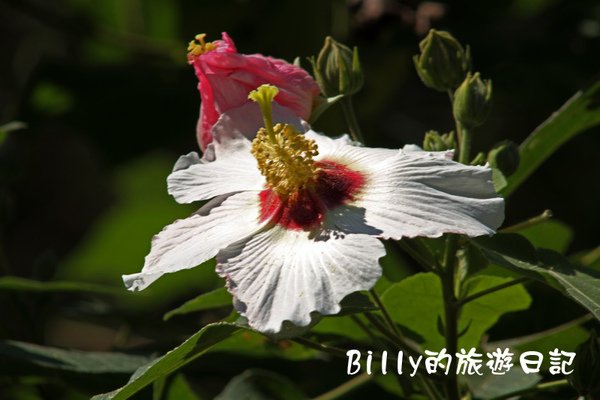 花11.JPG