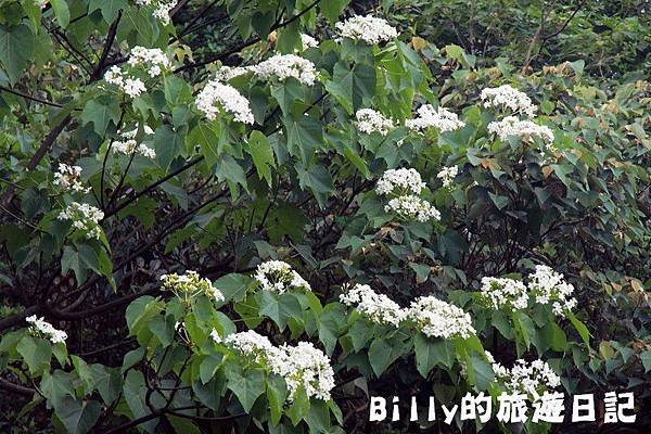 月眉山桐花28.JPG