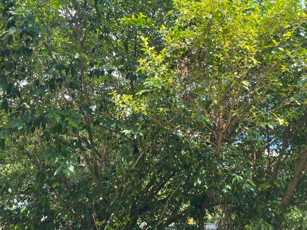 S__14303287.jpg
