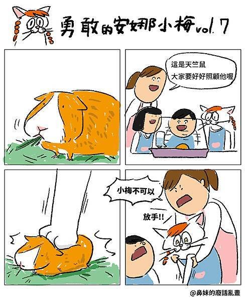 天竺鼠.jpg