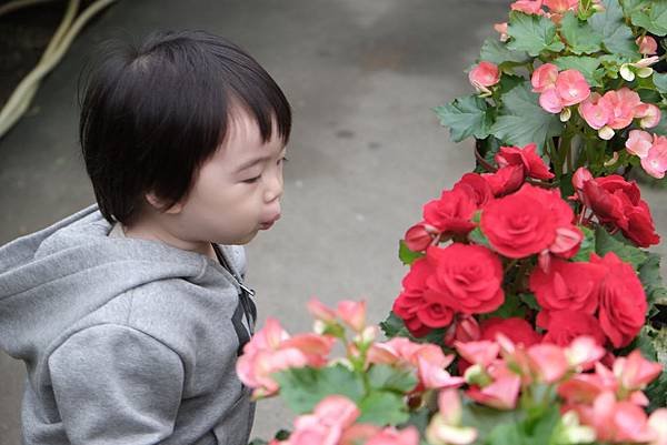 04.25 竹子湖海芋花季