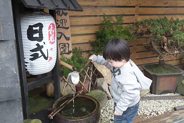 04.25 竹子湖海芋花季