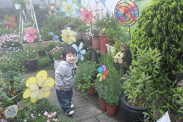 04.24 竹子湖海芋花季