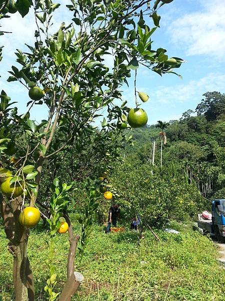 慕欣園 魔法香草森林 採橘趣 