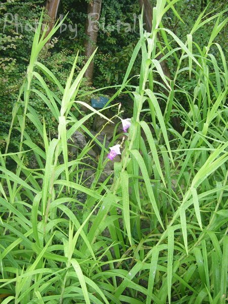 葦草蘭貼圖2.jpg