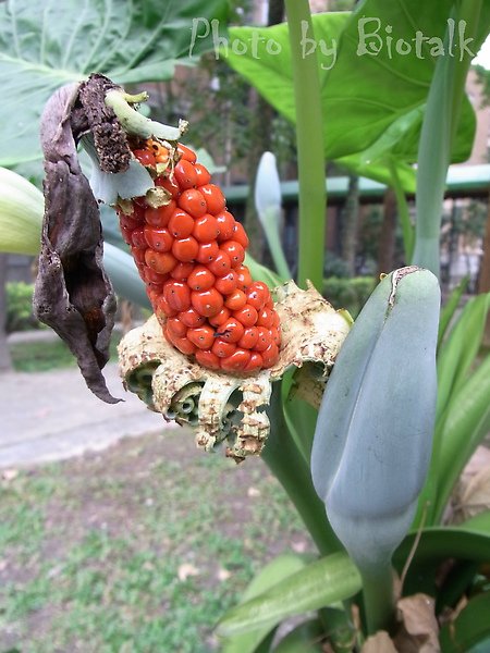 姑婆芋貼圖四.jpg
