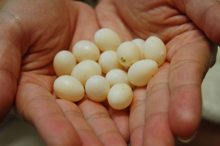 eggs