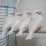 草莓優格