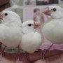 冒牌的三隻鳥