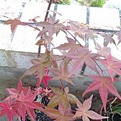 IMAG0248.jpg